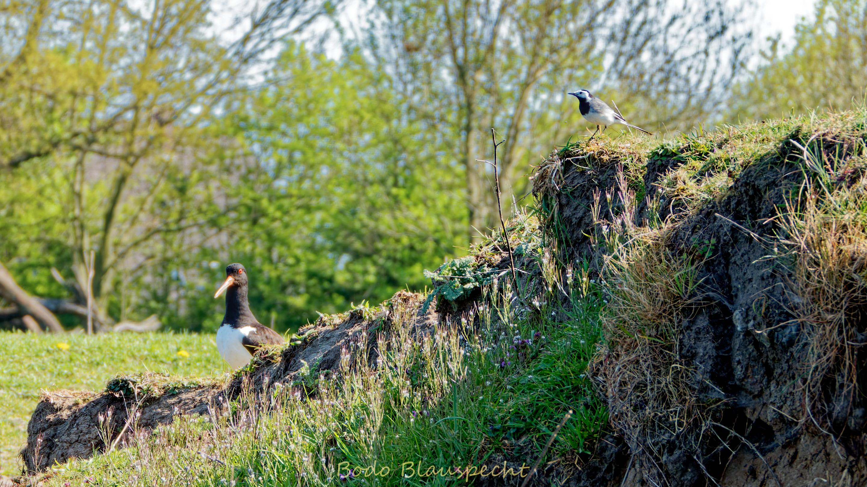AviFauna   Steveraue   2020.04.17 14.35 07 HQ